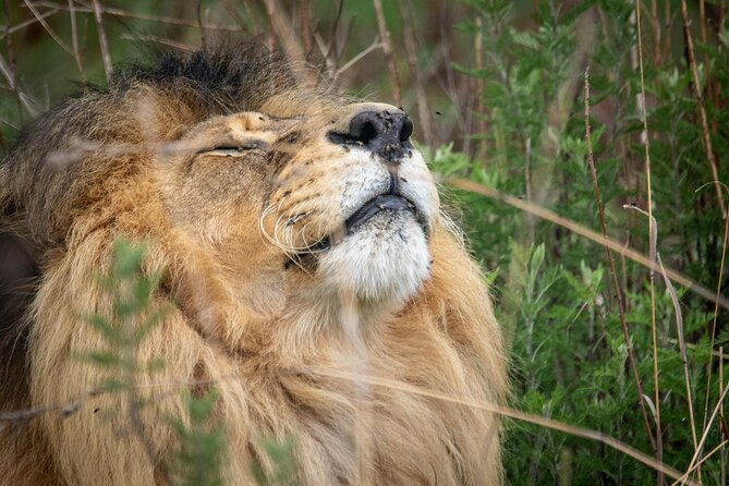 5-Day Safari Symphony: Tarangire, Serengeti & Ngorongoro Marvels - Key points to know before booking