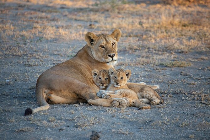 5-Day Safari Symphony: Tarangire, Serengeti & Ngorongoro Marvels - Three major parks in five days