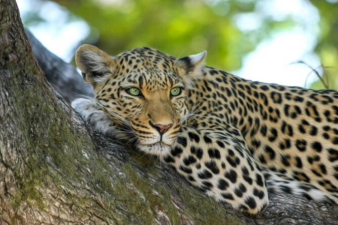 5-Day Safari Symphony: Tarangire, Serengeti & Ngorongoro Marvels - Day 1: Tarangire’s first game drive