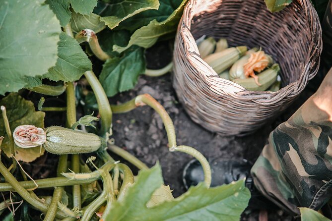 Cooking Experience Live Music and Traditional Dance in Naxos - FAQ