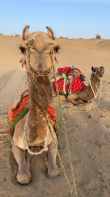 Jeep & Camel Ride, Musical Evening in The Desert Luxury Camp - Transport, timing, and the shared-transfer tradeoff