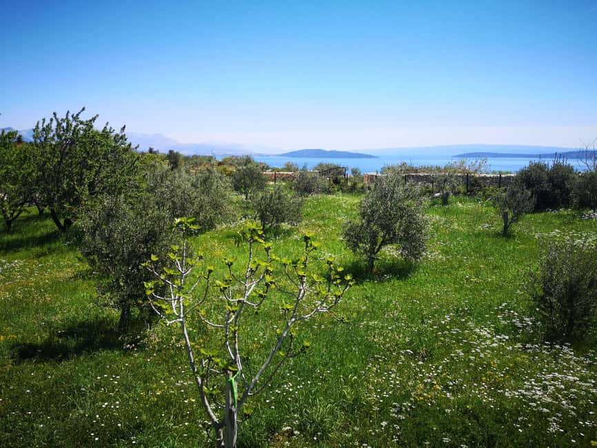 Kastela: Wine & Olive Tasting Tour w/Delicacies & Live Music - A working farm above Kaštela Bay