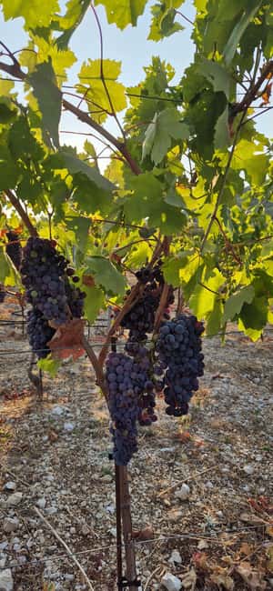 Kastela: Wine & Olive Tasting Tour w/Delicacies & Live Music - Transport from Trogir, Split Airport, or your own car