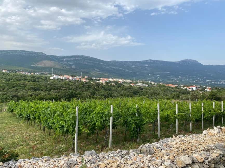 Kastela: Wine & Olive Tasting Tour w/Delicacies & Live Music - What the orchard and vineyard walk teaches you