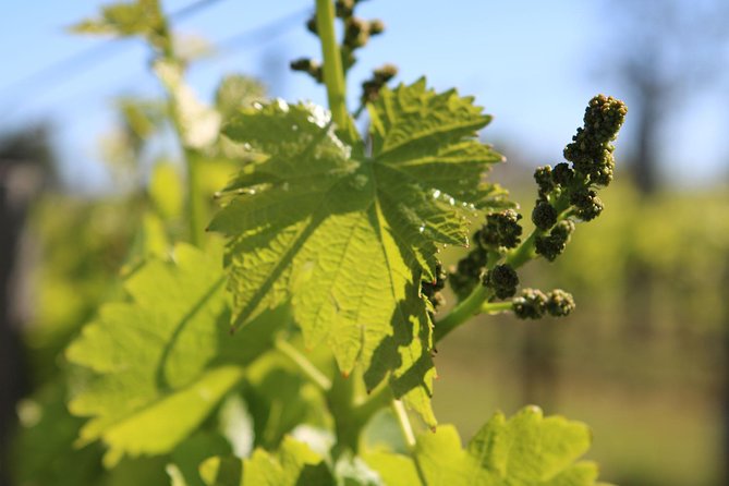 Lagos, Portimão & Carvoeiro: Wine Tasting, Tapas & Music Tour - Is $69.68 a fair price?