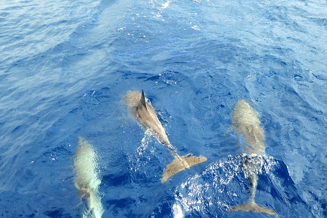 Luxury Opera 60 Whale & Dolphin Watching Experience - What the luxury setup adds