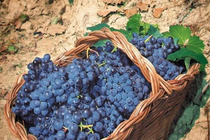 Rome's Vineyard Symphony: Countryside Winetasting Experience - Is $189.64 per person fair?