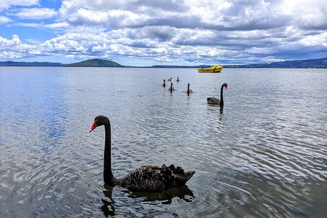 Rotorua: WaiOtapu & Redwood forest & Blues springs from Auckland - Blue Spring is the vivid final sight
