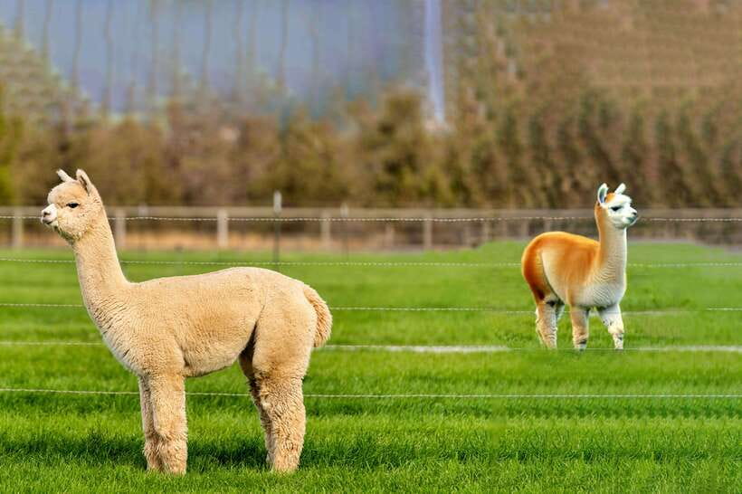 Seoul: Alpaca World, Railbike & Vivaldi Park Experience Tour - Key points to know before booking