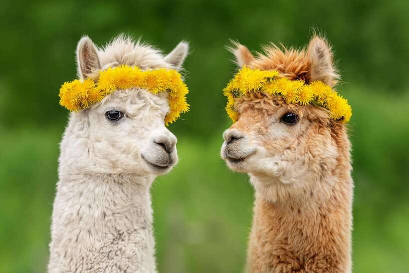 Seoul: Alpaca World, Railbike & Vivaldi Park Experience Tour - What this Seoul countryside tour is really like