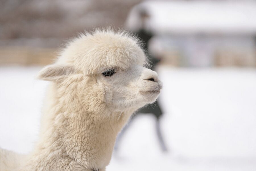 Seoul: SnowyLand in Vivaldi Park with Nami or Alpaca - Booking, cancellation, and possible changes