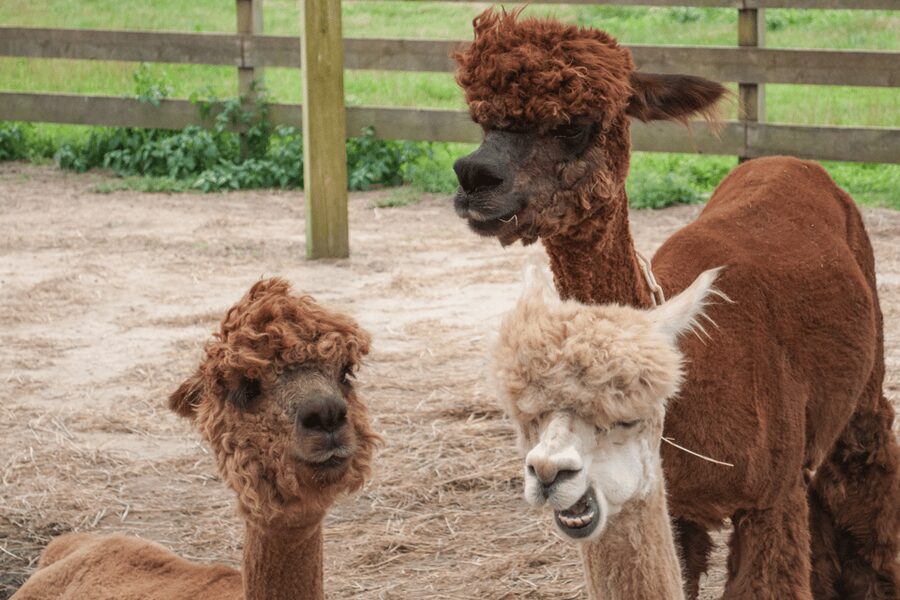 Seoul: SnowyLand in Vivaldi Park with Nami or Alpaca - Lunch is simple and separate