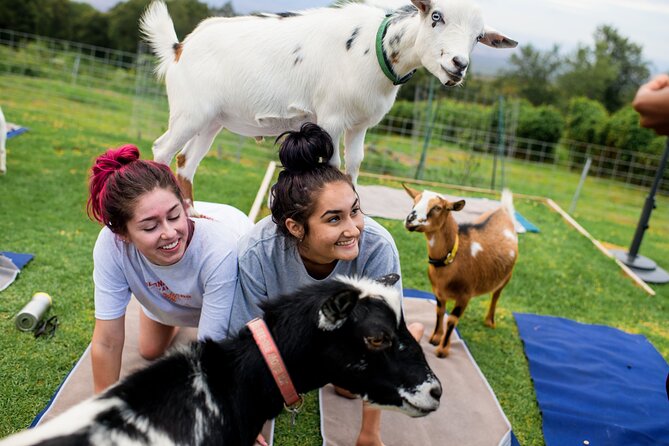 Sunset Maui Goat Yoga with Live Music - Key points to know before you book