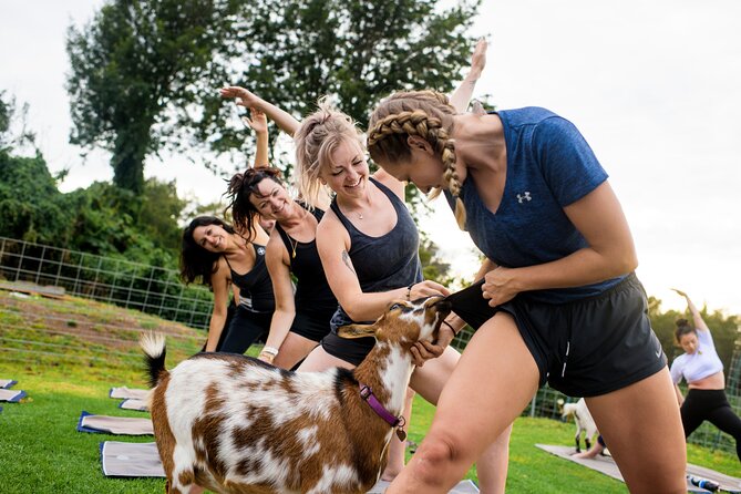 Sunset Maui Goat Yoga with Live Music - Arriving at 936 Keanuhea Street in Kula