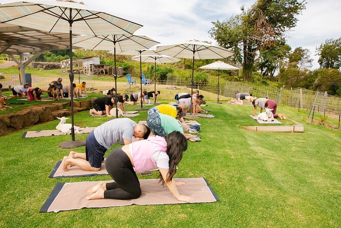 Sunset Maui Goat Yoga with Live Music - The goat factor: cute, funny, and sometimes scratchy