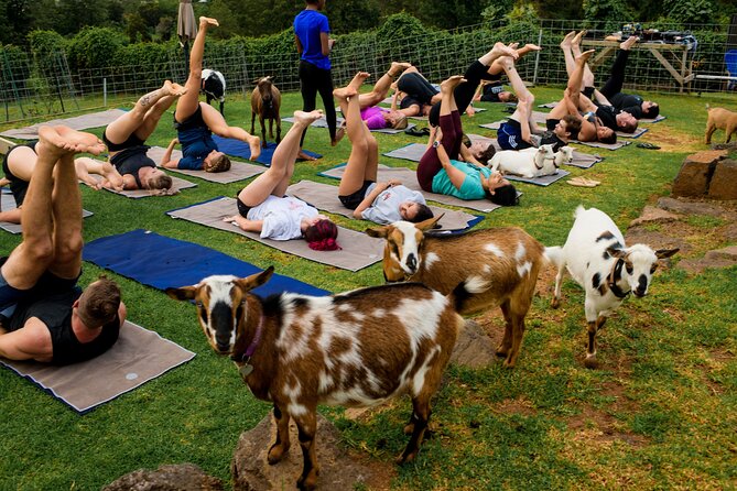 Sunset Maui Goat Yoga with Live Music - Is the $69 price fair?