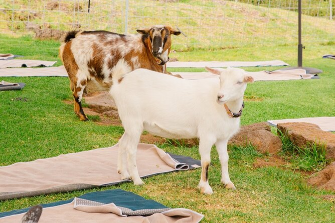 Sunset Maui Goat Yoga with Live Music - Who will enjoy Maui Goat Yoga most