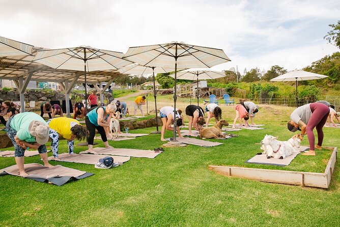Sunset Maui Goat Yoga with Live Music - What to wear and bring