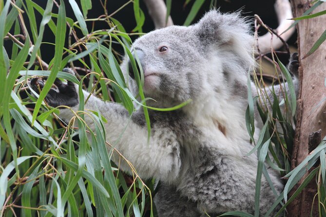 Sydney Opera House and Aussie Animals Private Tour - Why this pairing works in one afternoon