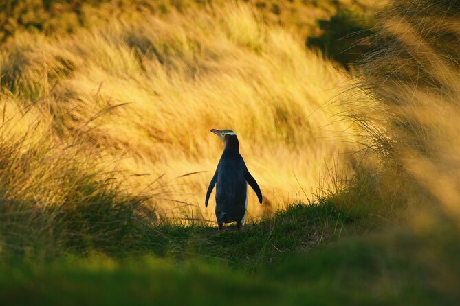 Twilight at the Opera - Why sunset makes this Otago Peninsula tour different