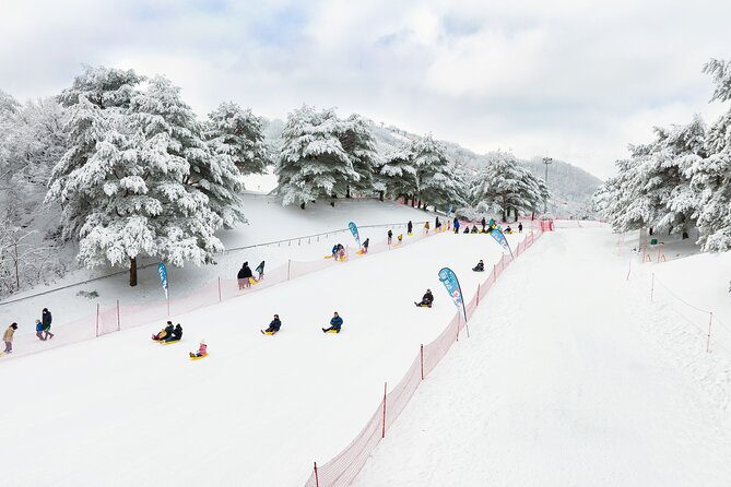 Vivaldi Park Winter Ski Resort with Nami Island Tour from Seoul - Who should book this experience?